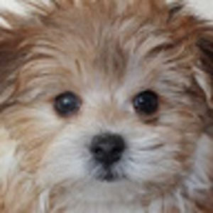 Meet your Posher, Kinsley